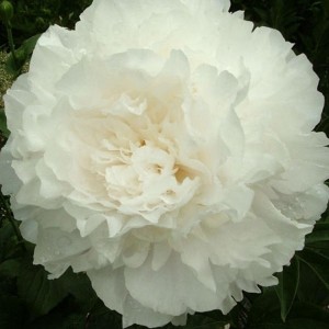 Пион Paeonia Dr.F.G. Brethour